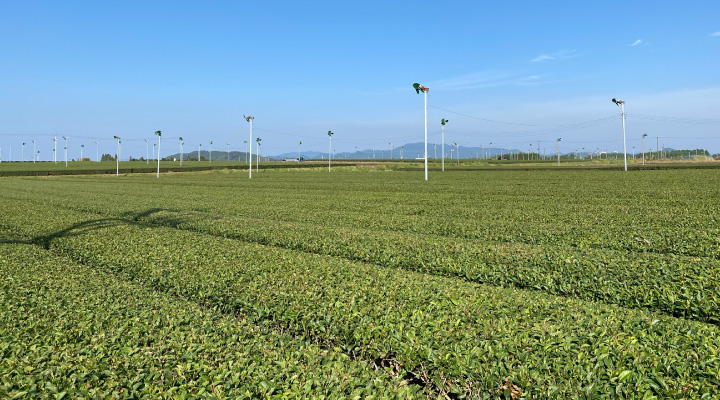 明るい農村スピリッツ霧島茶　茶畑