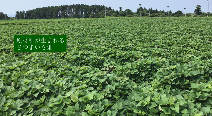 金箔入　明るい農村　さつまいも畑
