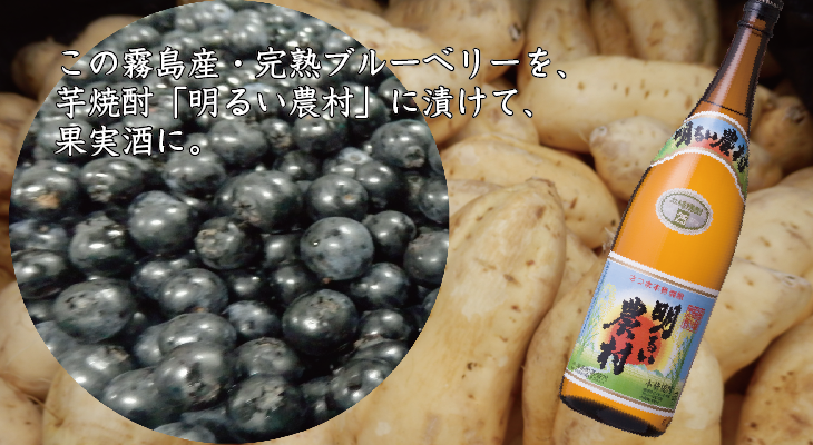 霧島産ブルーベリーを、芋焼酎「明るい農村」に漬け果実酒に。