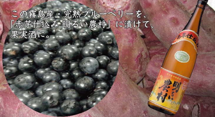 霧島産ブルーベリーを、芋焼酎「赤芋仕込み 明るい農村」に漬け果実酒に。