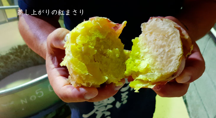 元旦蒸留 紅まさり 蒸したところ