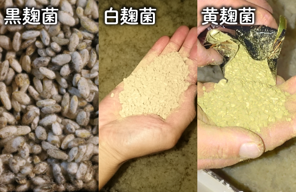 黒麹菌 白麹菌 黄麹菌